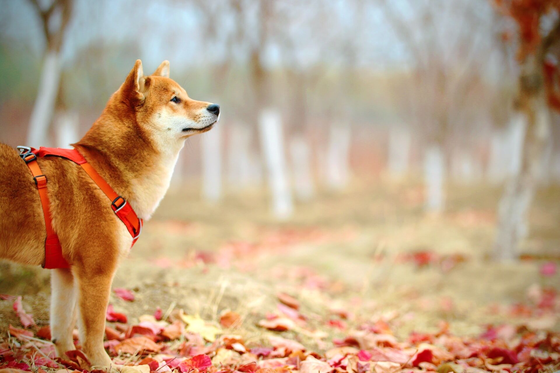 best dogs for apartment living