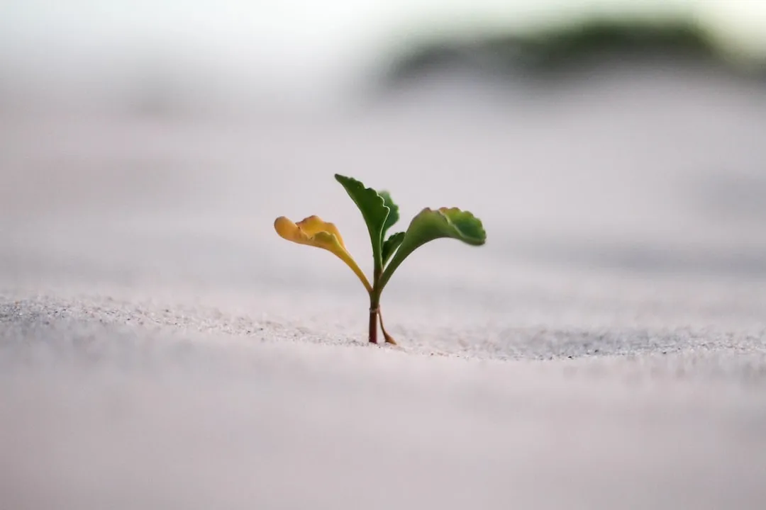 13 Innovative Growth Strategies Implemented by Successful Entrepreneurs